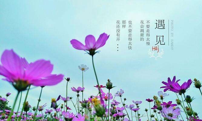 粘火勺的花语是什么？这种花有哪些特别的含义？