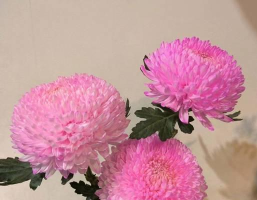 死人菊的花语是什么？死人菊象征着什么？