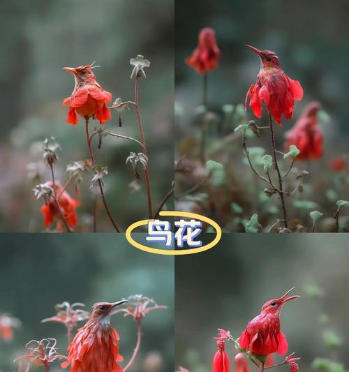 别样花的花语有哪些独特之处？