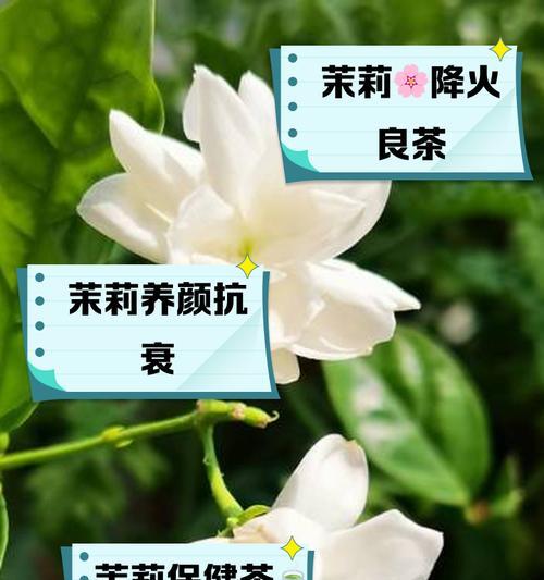 茉莉花花语友情寓意是什么？茉莉花在友情中的花语是什么？