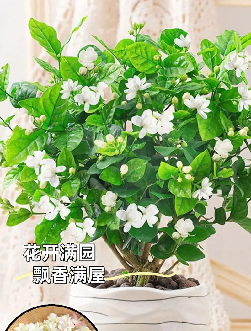 茉莉花花语友情寓意是什么？茉莉花在友情中的花语是什么？