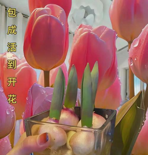 花语中代表永远的颜色是什么？它象征着什么？