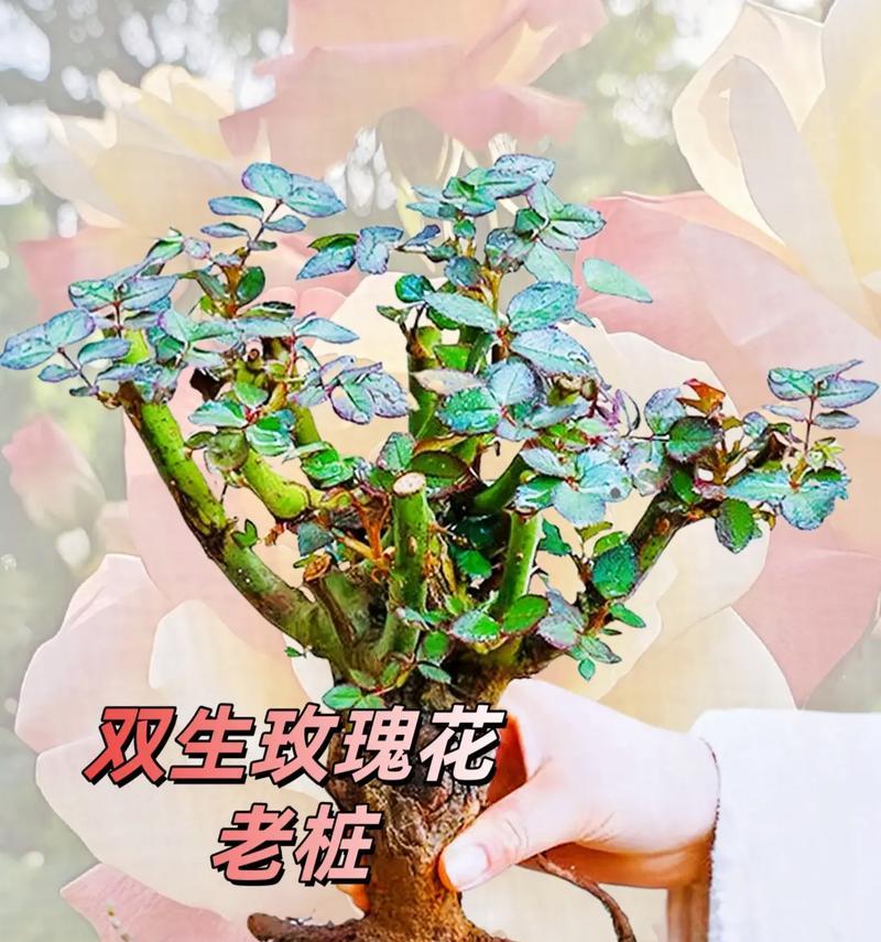 卜卦时送妈妈大玫瑰花有何寓意？它代表了什么？