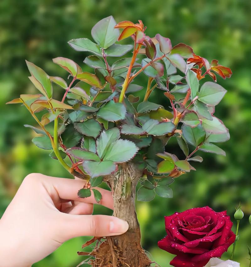 卜卦时送妈妈大玫瑰花有何寓意？它代表了什么？