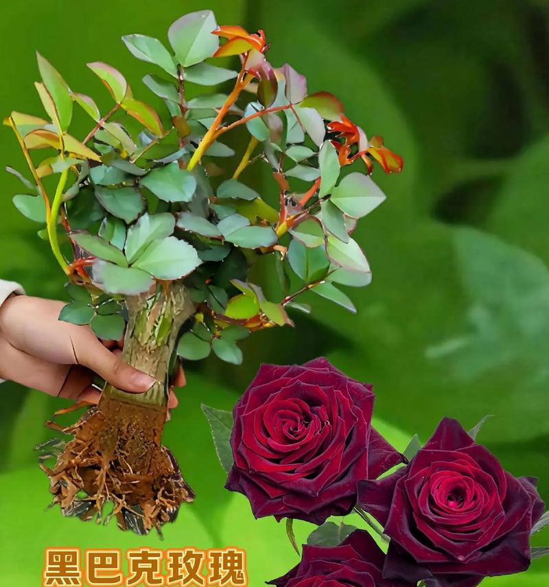 体贴男朋友的花语是什么？哪种花最能表达对男友的关怀？