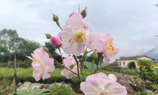 最火指尖花语指的是哪种花？它代表了什么？