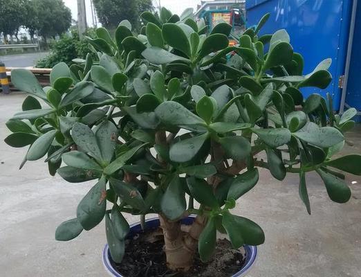 玉树科属植物的花语有何共同点？