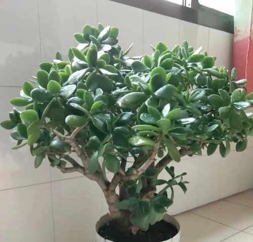 玉树科属植物的花语有何共同点？