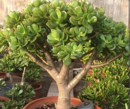 玉树科属植物的花语有何共同点？
