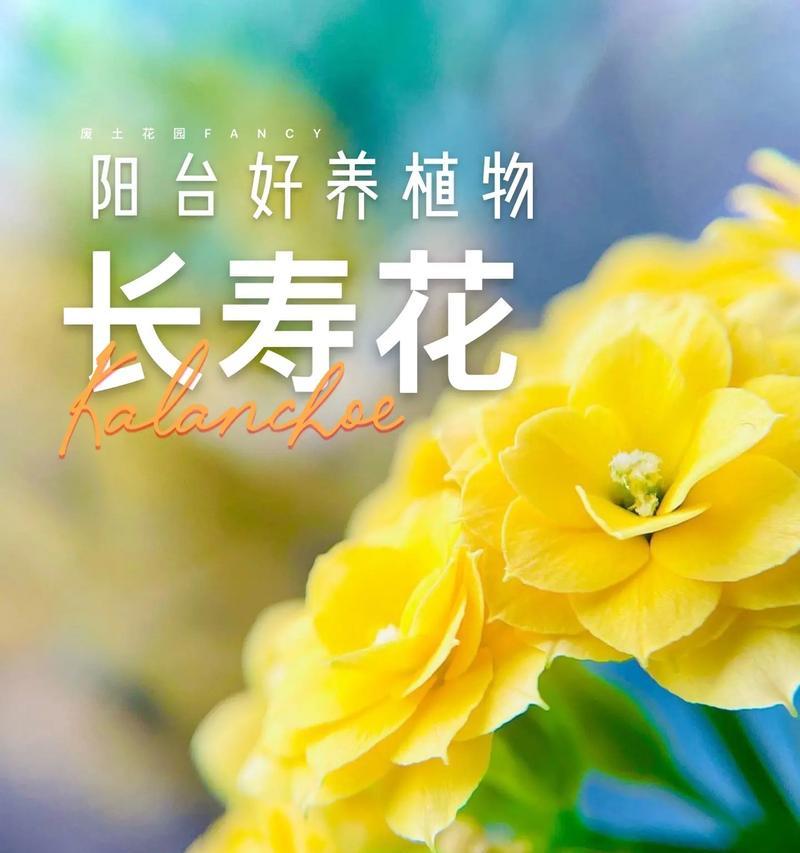 天然菜的花语代表什么？它在植物中有什么象征意义？