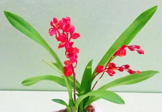 天然菜的花语代表什么？它在植物中有什么象征意义？