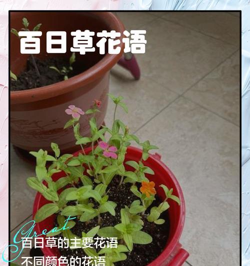 波澜不惊的花语是什么？波澜不惊花语代表了什么？