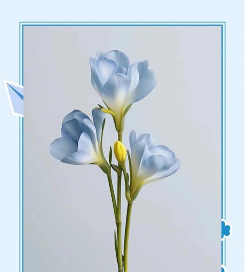 苍兰花帽子的花语有何特别之处？