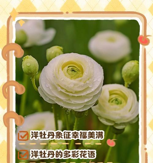 鲜花使者代表什么花语？花语的深层含义是什么？