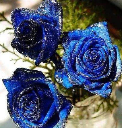 火焰墨蓝色玫瑰花语是什么？