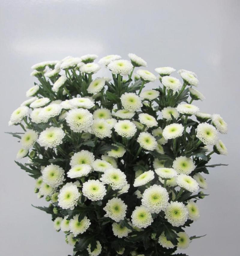小雏菊的花语和象征寓意有哪些？