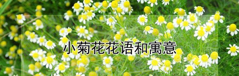 小雏菊的花语和象征寓意有哪些？
