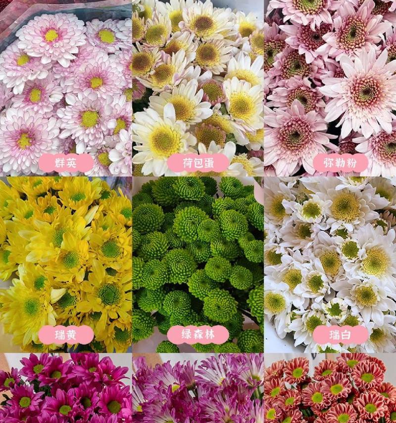小雏菊的花语和象征寓意有哪些？