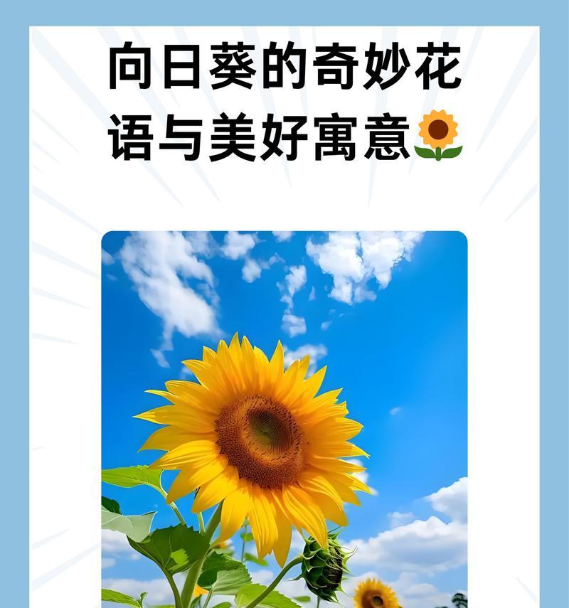 向日葵花语的真正含义是什么？
