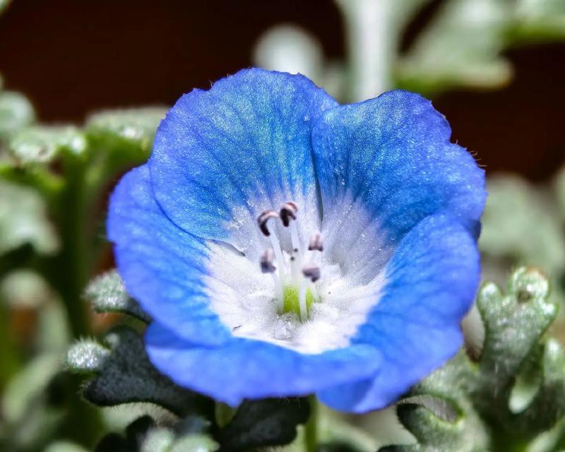 芙莉莲的花语是什么意思？芙莉莲的花语寓意是什么？