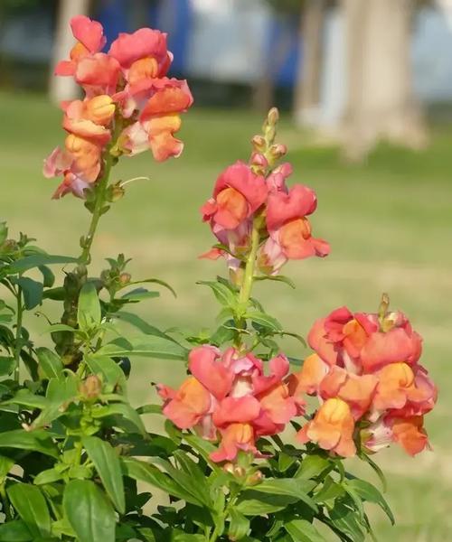 石锦草的花语有何寓意？石锦草代表了什么意义？