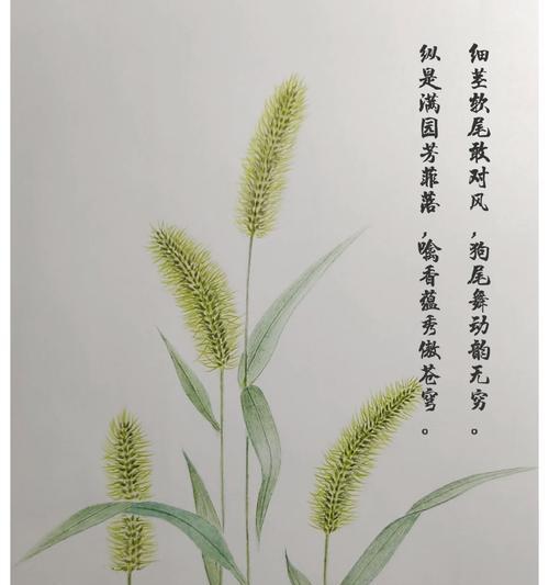 石锦草的花语有何寓意？石锦草代表了什么意义？