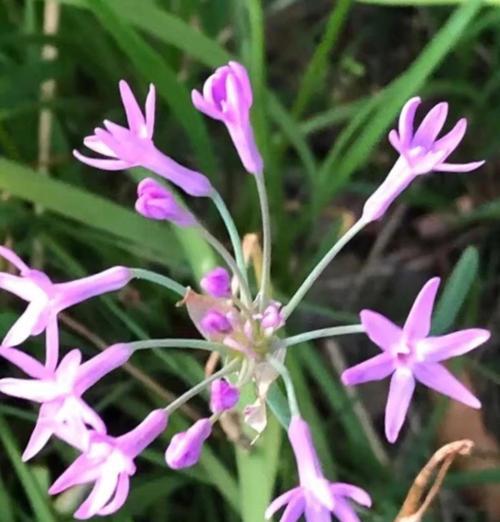 遇见紫娇花语是什么花？紫娇花代表的意义是什么？