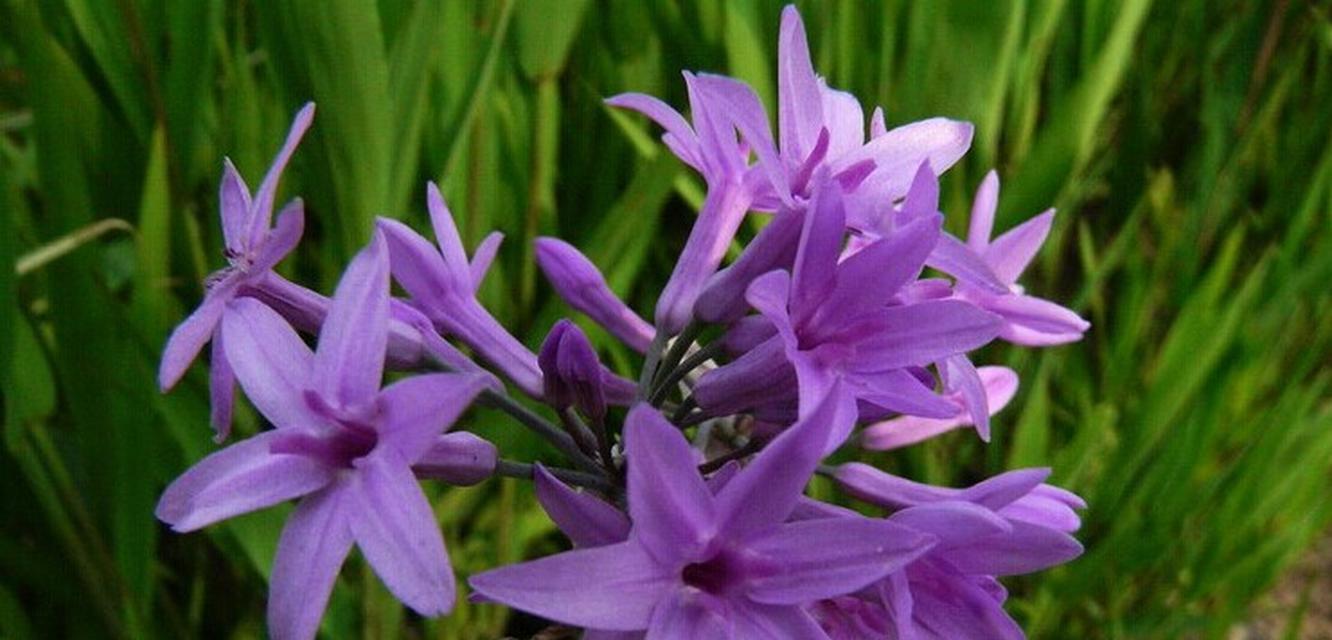 遇见紫娇花语是什么花？紫娇花代表的意义是什么？