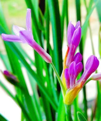 遇见紫娇花语是什么花？紫娇花代表的意义是什么？