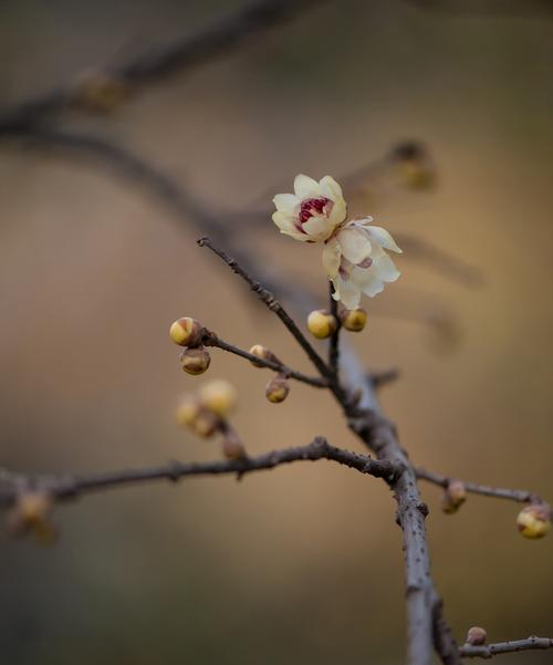 蜡梅的花语寓意是什么？如何用蜡梅表达情感？