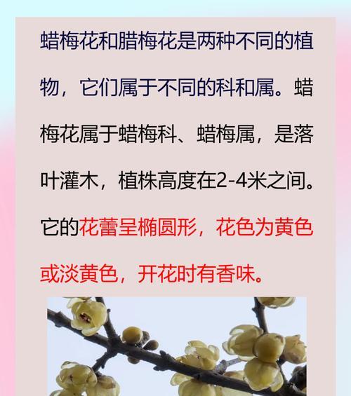蜡梅的花语寓意是什么？如何用蜡梅表达情感？