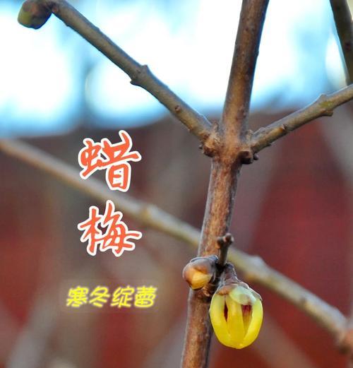 蜡梅的花语寓意是什么？如何用蜡梅表达情感？