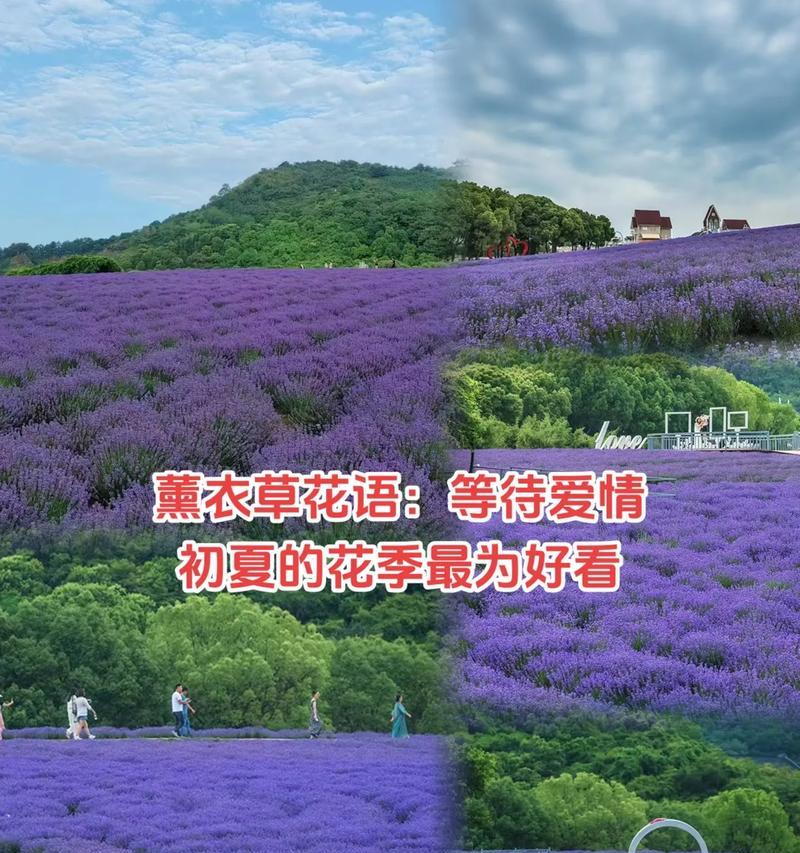 花开需等待的花语传达了怎样的信息？