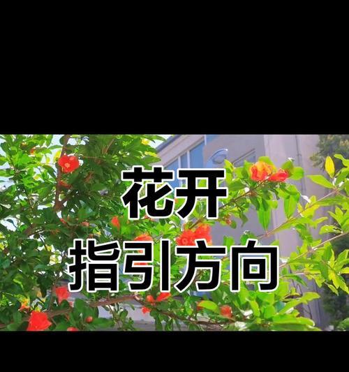 石榴花语有哪些简单解释？
