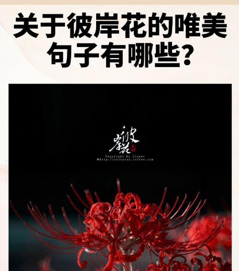 彼岸花的花语究竟有哪些含义？