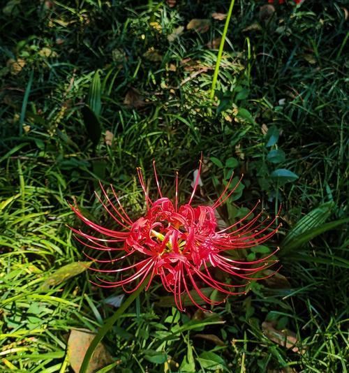 彼岸花的花语究竟有哪些含义？
