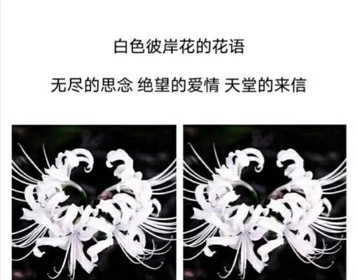 彼岸花的花语究竟有哪些含义？