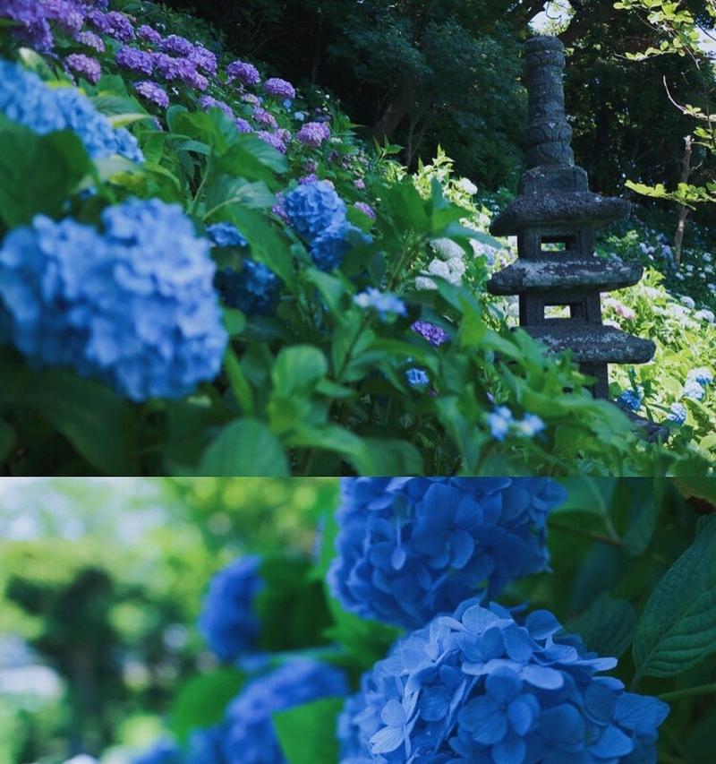 紫阳花花语背后的故事是什么？