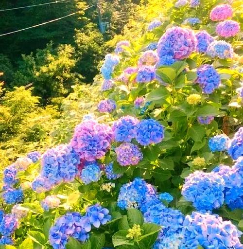 紫阳花花语背后的故事是什么？