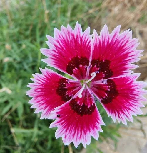白竹石花的花语是什么意思？它在传统中扮演什么角色？