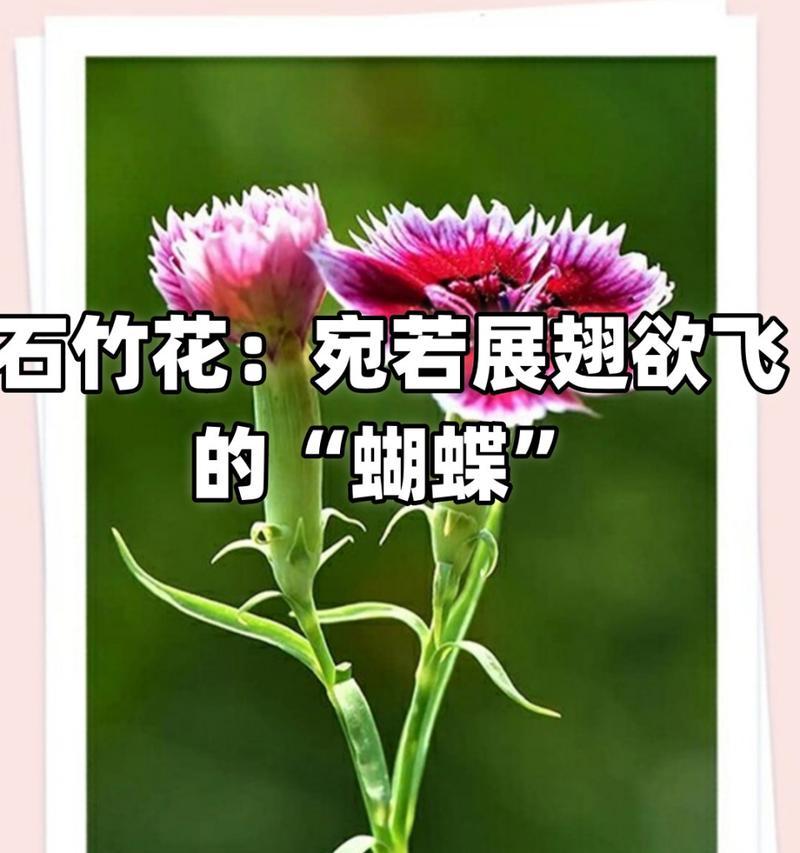 白竹石花的花语是什么意思？它在传统中扮演什么角色？