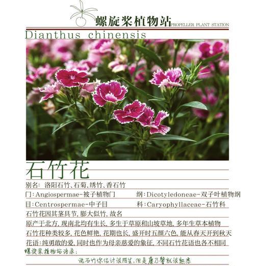 白竹石花的花语是什么意思？它在传统中扮演什么角色？