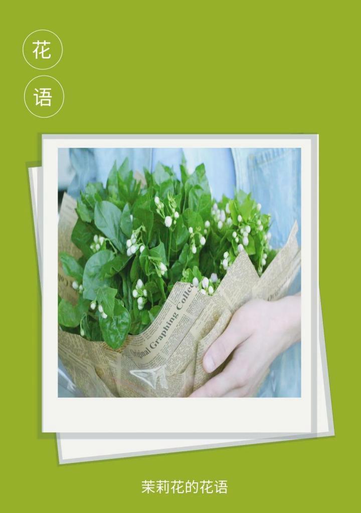 搭配茉莉花的花语是什么？它有何寓意？