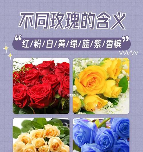 花玫瑰的花语是什么意思？如何用花玫瑰表达情感？