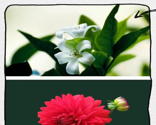 分手时送什么花表达歉意？