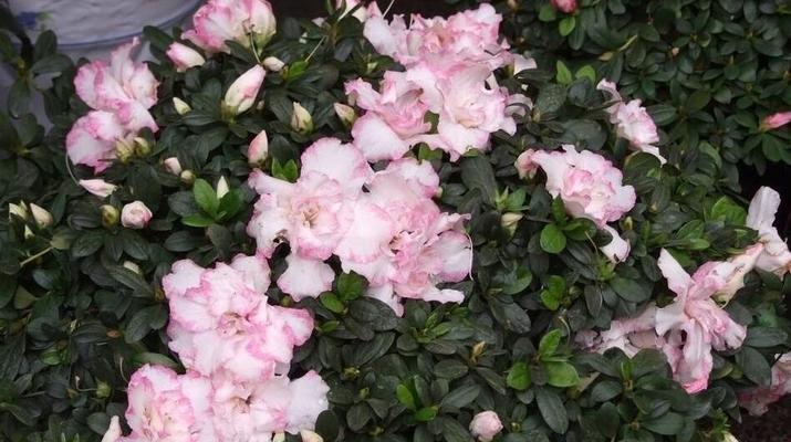 棕背杜鹃的花语是什么？棕背杜鹃象征着什么？