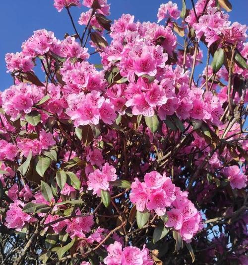 棕背杜鹃的花语是什么？棕背杜鹃象征着什么？