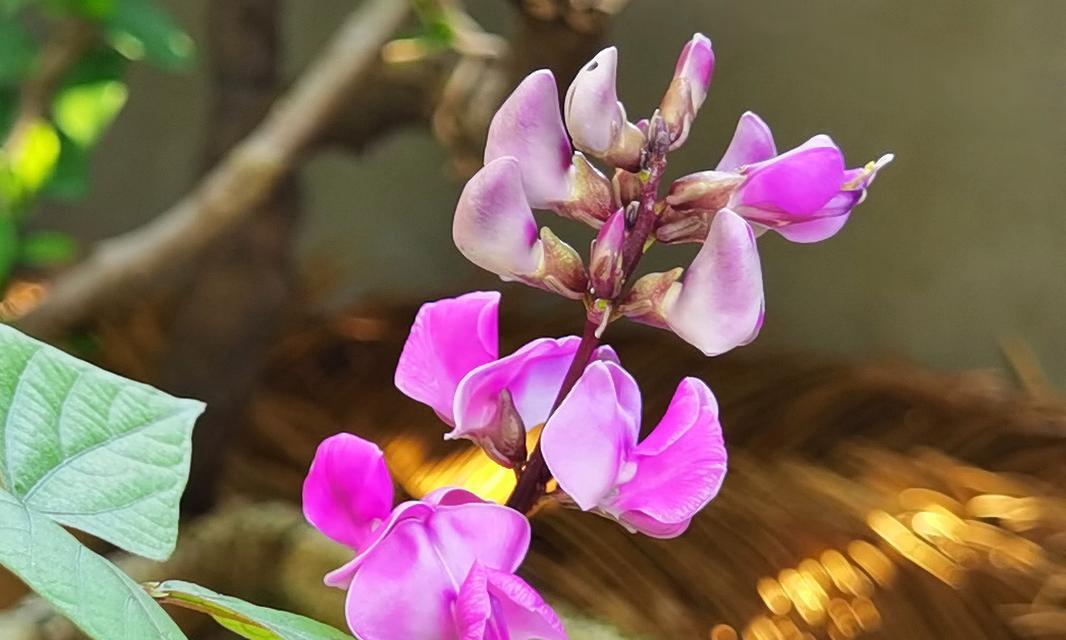 扁豆花的花语是什么？扁豆花代表了哪些寓意？