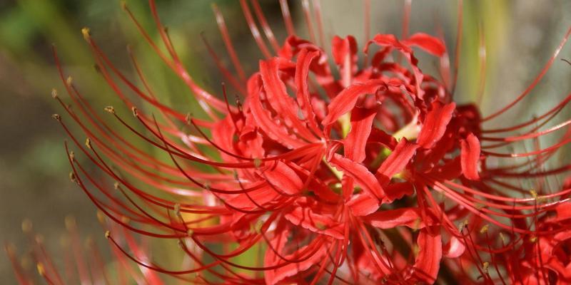 花语系列汤碗是什么花名？这个系列的花名有何特殊含义？
