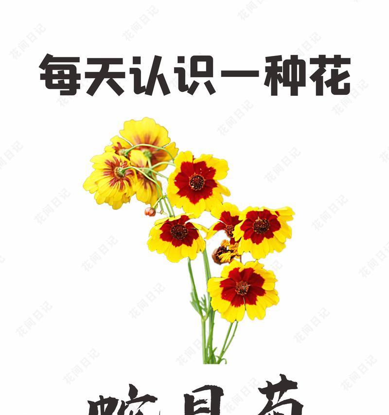 花语系列汤碗是什么花名？这个系列的花名有何特殊含义？